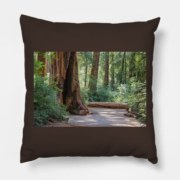 Big Basin Redwoods State Park Pillow by yairkarelic