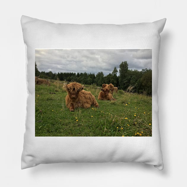 Scottish Highland Cattle Calves 1514 Pillow by SaarelaHighland