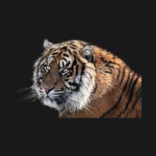 Image: Tiger head T-Shirt