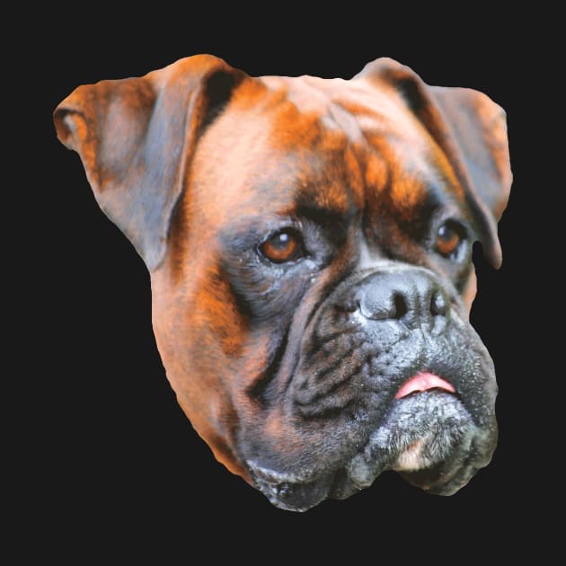 Nice picture of a dog's head - Germany boxer dog by Hujer