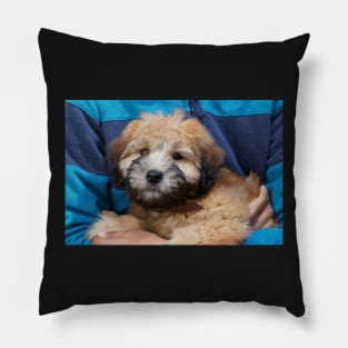 Soft coated Wheaten Terrier puppy dog. Pillow