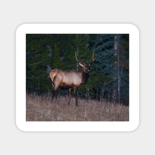 Canadian Elk Magnet