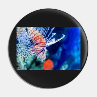 Red lionfish or zebrafish underwater Pin