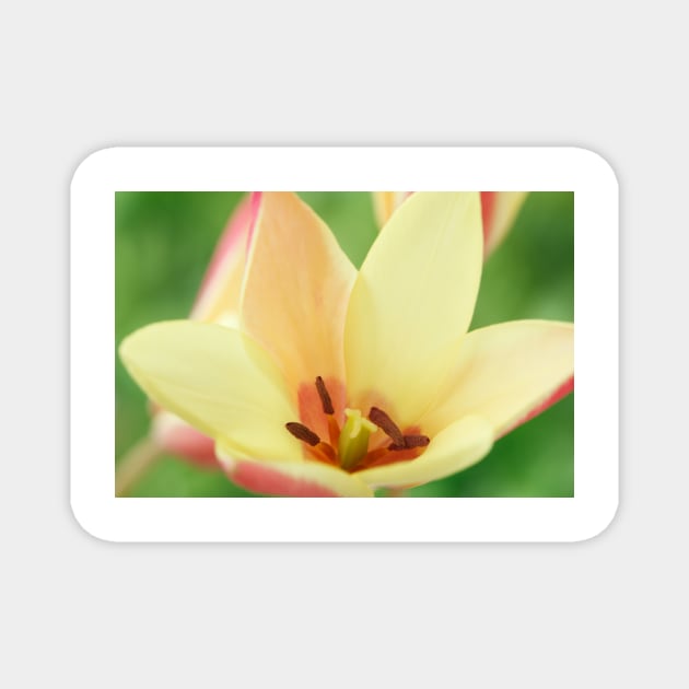 Tulipa clusiana  'Cynthia'  AGM  Lady tulip  Miscellaneous tulip Magnet by chrisburrows