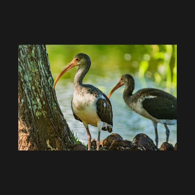 American white ibis in Gatorland by KensLensDesigns