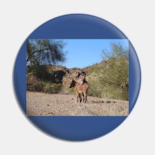 Wild burros, donkeys, wildlife, wild animals Pin