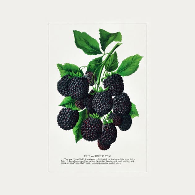 Erie Blackberry lithograph (1900) by WAITE-SMITH VINTAGE ART