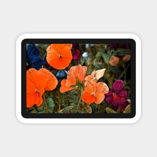 Pansy 10 Magnet