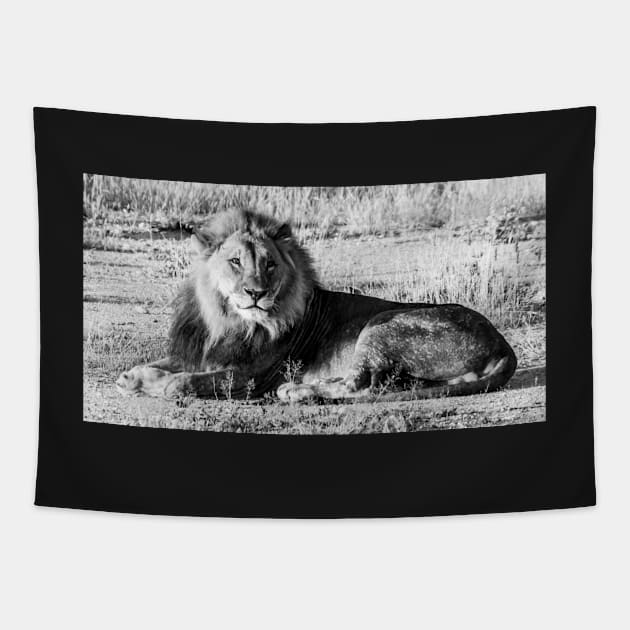 Lion sitting. Tapestry by sma1050