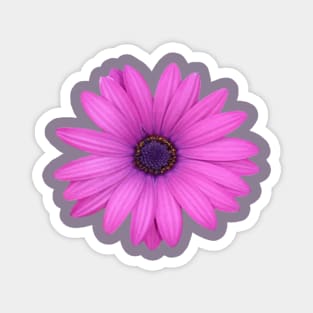 Pink Petals African Daisy Isolated Magnet