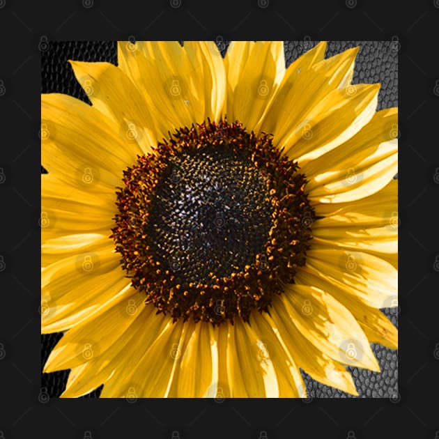 Sunflower Graphic Art Design Yellow & Brown Close-Up Flower face masks, Phone Cases, Apparel & Gifts by tamdevo1