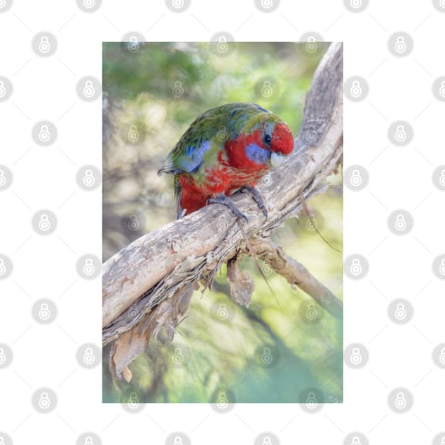 Juvenile crimson rosella 02 by fotoWerner