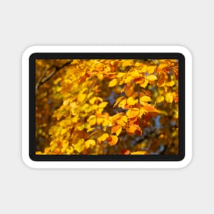 Autumn leaves, leaf color, beech, tree Magnet