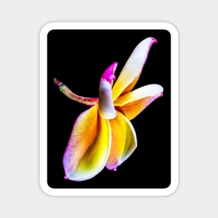 plumeria-flowers-dress-frangipani-floral-colorful-blossom-shirtyshirto-32 Magnet