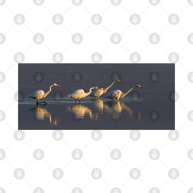 Fishing - Great Egrets by Jim Cumming
