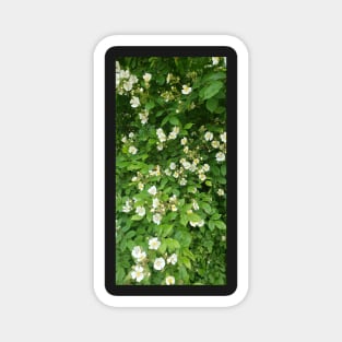 Wild Flowers Magnet