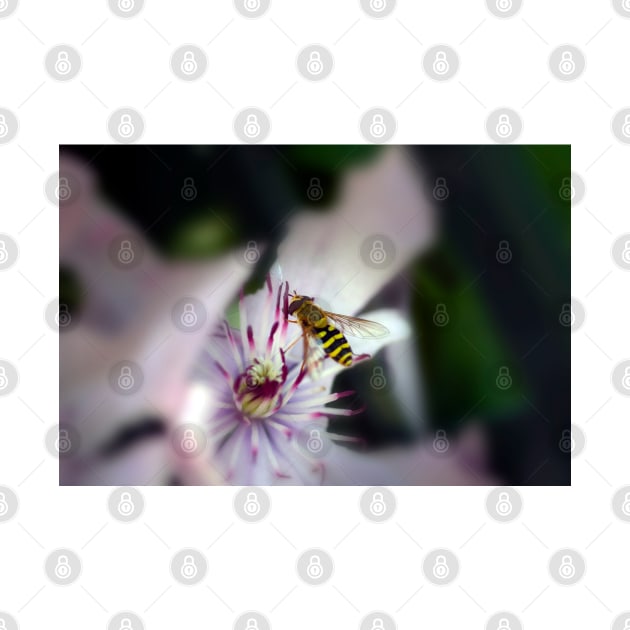 Hoverfly on a Purple Clematis by JeanKellyPhoto