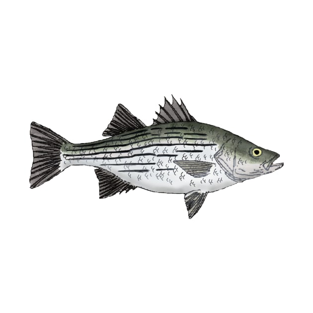 White Bass by FishFolkArt