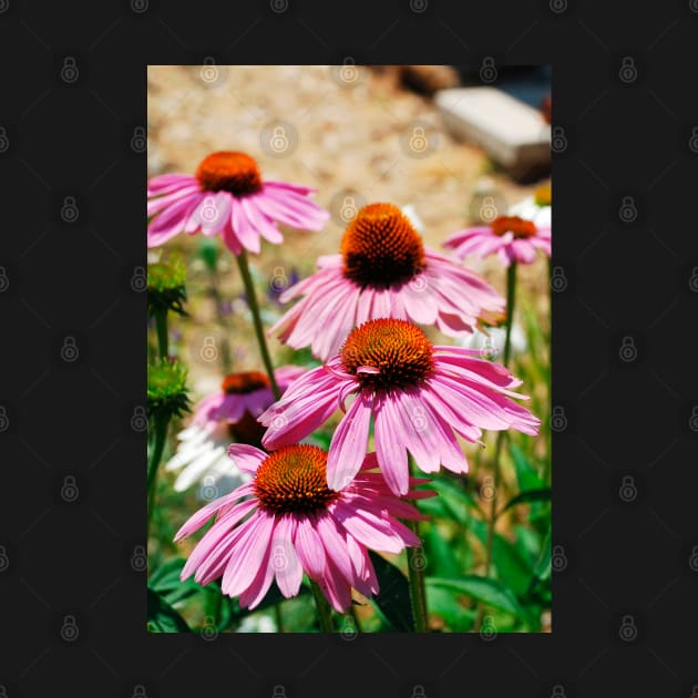 Echinacea Purpurea by jojobob