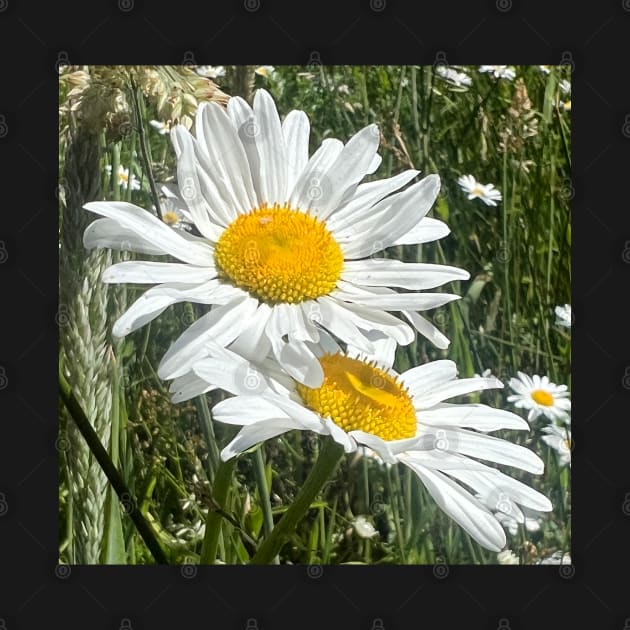 Natural Love of the Daisy by Photomersion