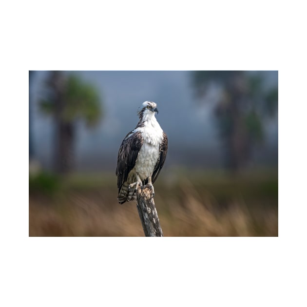 Osprey Patiently Waiting by Debra Martz