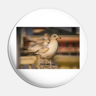 Portrait of California gull Pin