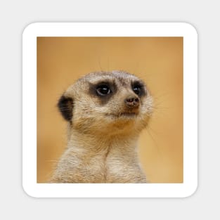 Meerkat 037 Magnet