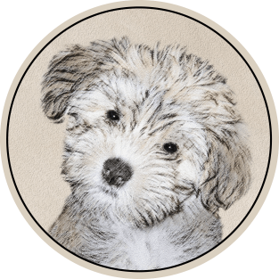 Havanese Puppy T-Shirt