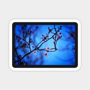 Blossom in Blue Magnet