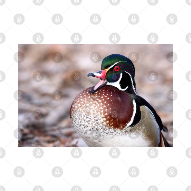 Isn't that just 'Quacky' - Wood Duck by Jim Cumming