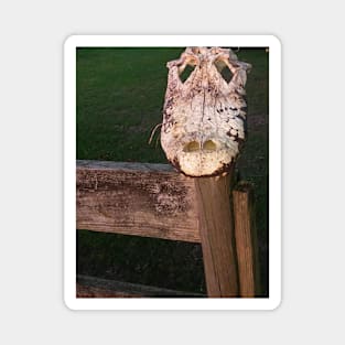 Alligator Skull Magnet