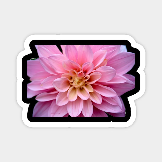 Dahlias Magnet by Nicole Gath Photography