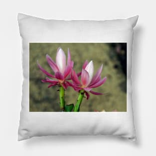 Cacti - Magpie Springs - Adelaide Hills Wine Region - Fleurieu Peninsula - South Australia Pillow