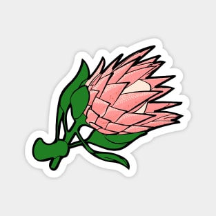 Beautiful Pink Australian Native Floral Illustration - King Protea Magnet