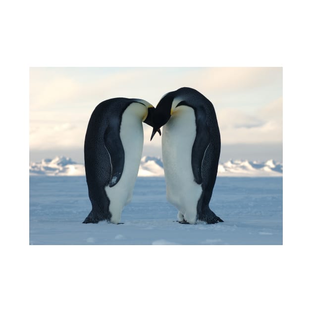 Emperor Penguin Courtship by Bravuramedia