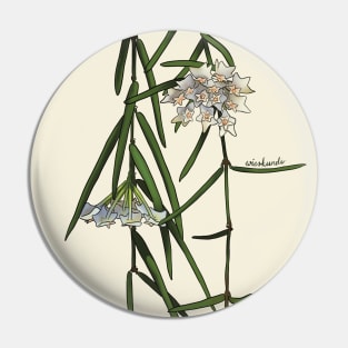 Hoya linearis in bloom Pin