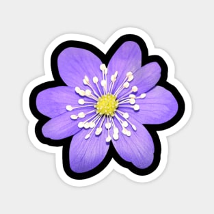 Cute Hepatica Violet Flower Magnet