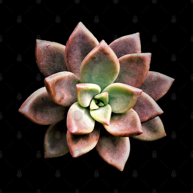 Sedum Bronze by NerdsbyLeo