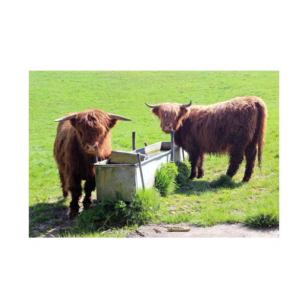 Highland Cattle in a Field by pinkal