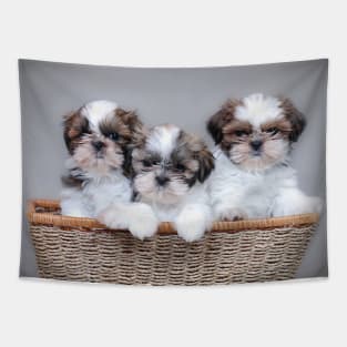 Shih Tzu puppies Tapestry