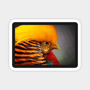 Pharaoh Pheasant Magnet