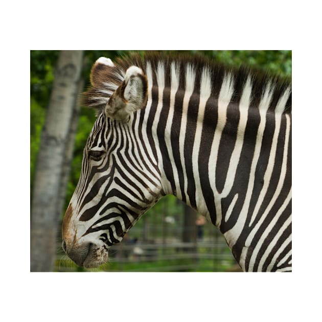 Zebra Head shot by StevenElliot