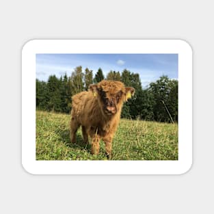 Scottish Highland Cattle Calf 1523 Magnet