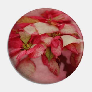 Peppermint Candy Colored Poinsettias Digital Art Pin