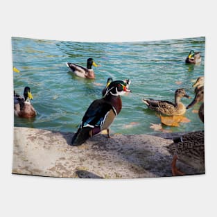 Angry Wood Duck Standing Next To A Pond With a Mallard Duck Flock Tapestry