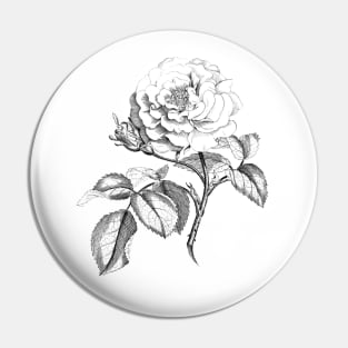 Rose Flower Black & White Illustration Pin