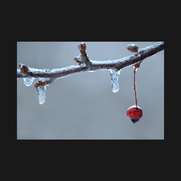 Frozen berry by LaurieMinor