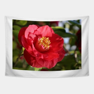 Camellia japonica Tapestry