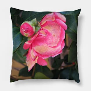 Camellia coming into bloom Pillow