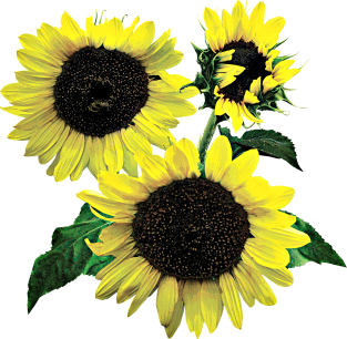 Three Sunflowers Magnet